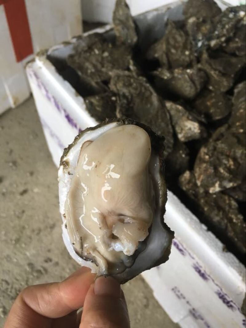 生蚝，湛江蚝，海蛎子，湛江生蚝，湛江脆蚝，广东蚝