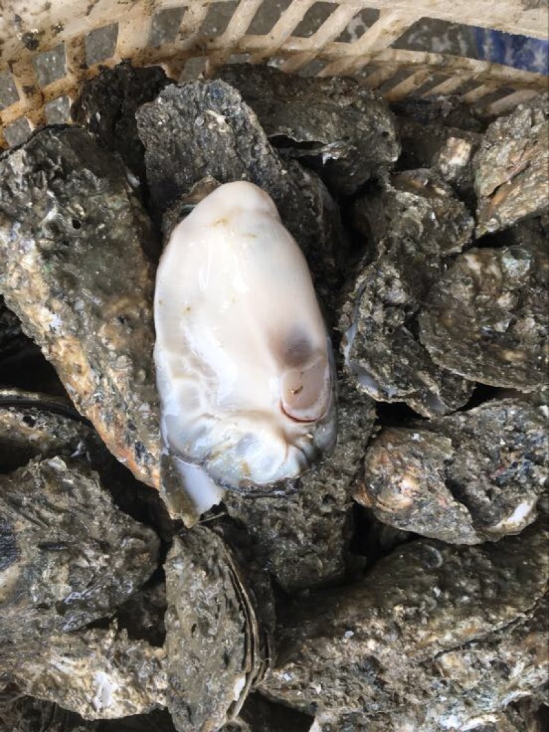生蚝，湛江蚝，海蛎子，湛江生蚝，湛江脆蚝，广东蚝