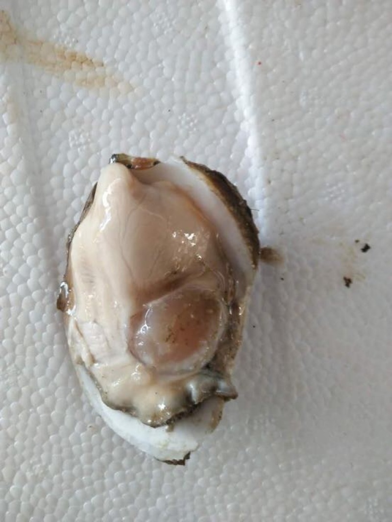 生蚝，湛江蚝，海蛎子，湛江生蚝，湛江脆蚝，广东蚝