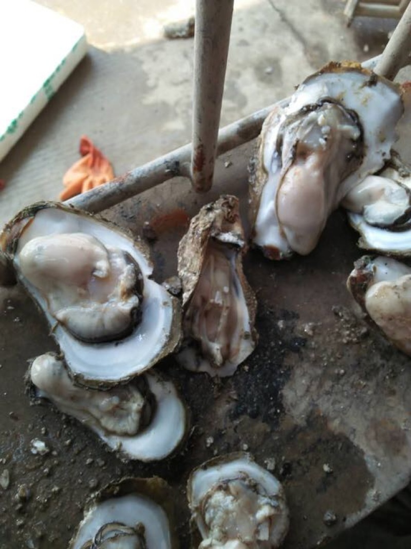 生蚝，湛江蚝，海蛎子，湛江生蚝，湛江脆蚝，广东蚝