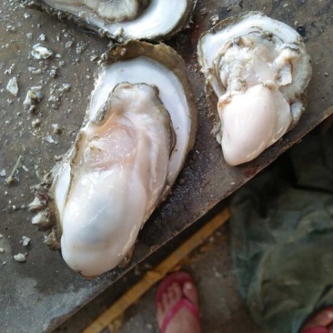 生蚝，湛江蚝，海蛎子，湛江生蚝，湛江脆蚝，广东蚝