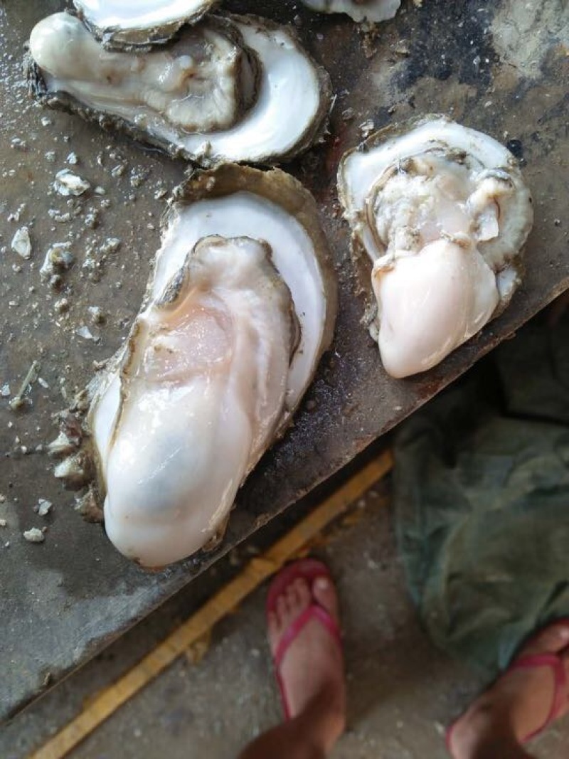 生蚝，湛江蚝，海蛎子，湛江生蚝，湛江脆蚝，广东蚝