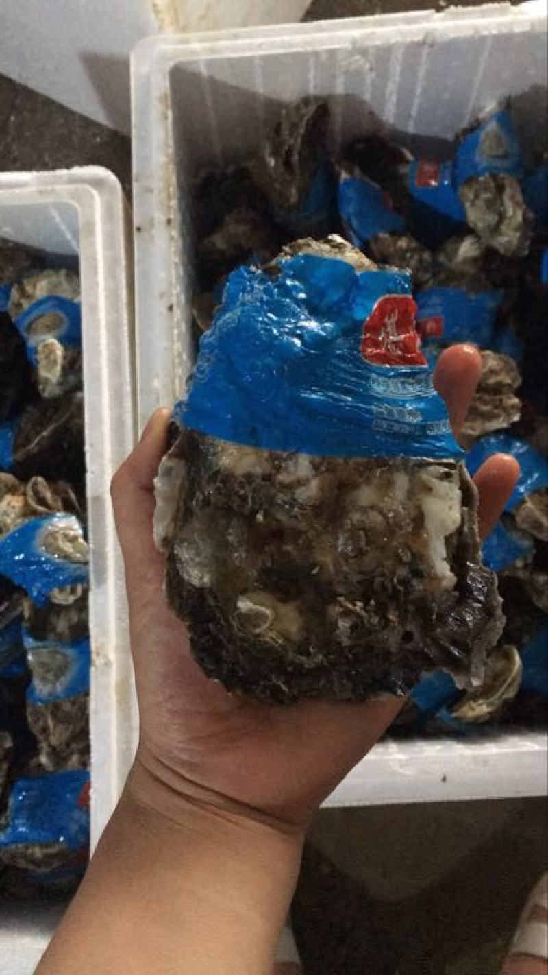 生蚝，湛江蚝，海蛎子，湛江生蚝，湛江脆蚝，广东蚝