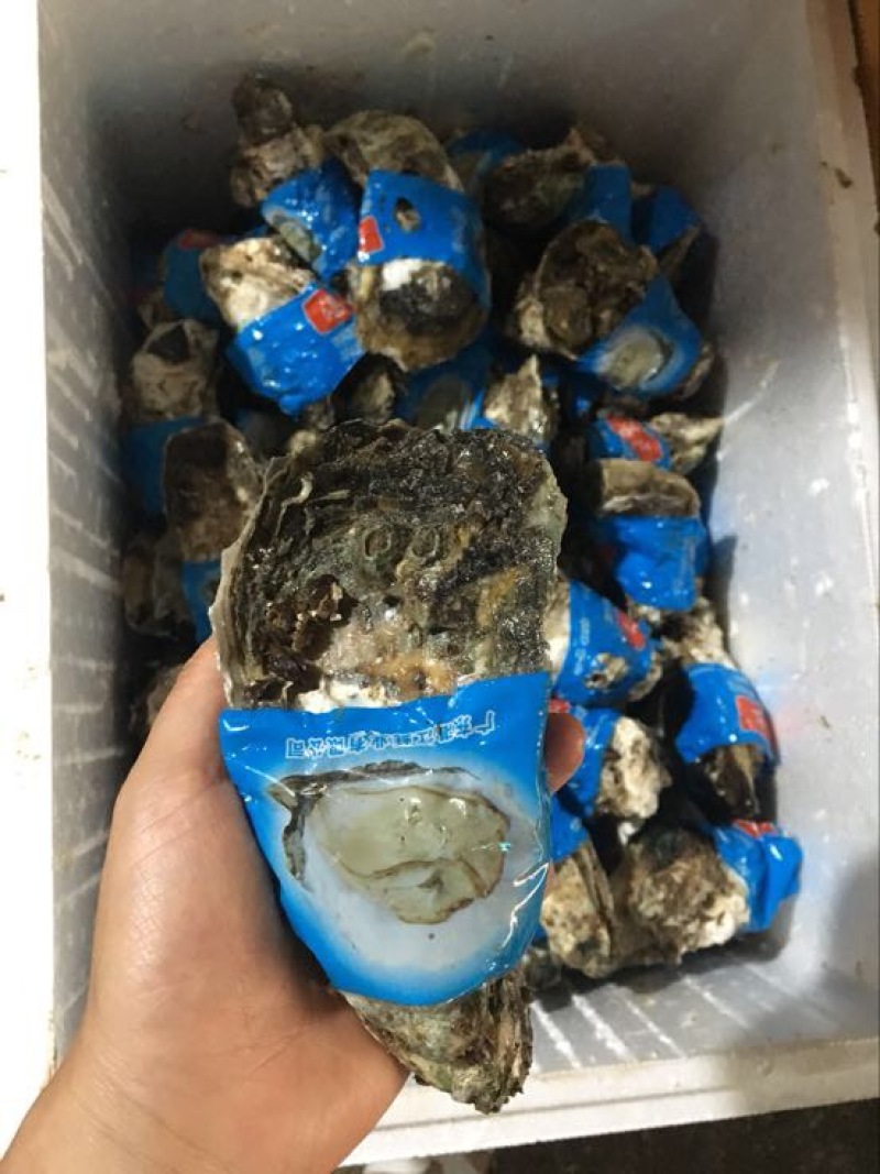 生蚝，湛江蚝，海蛎子，湛江生蚝，湛江脆蚝，广东蚝