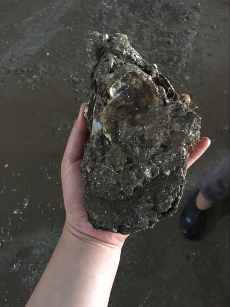 生蚝，湛江蚝，海蛎子，湛江生蚝，湛江脆蚝，广东蚝