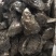 生蚝，湛江蚝，海蛎子，湛江生蚝，湛江脆蚝，广东蚝