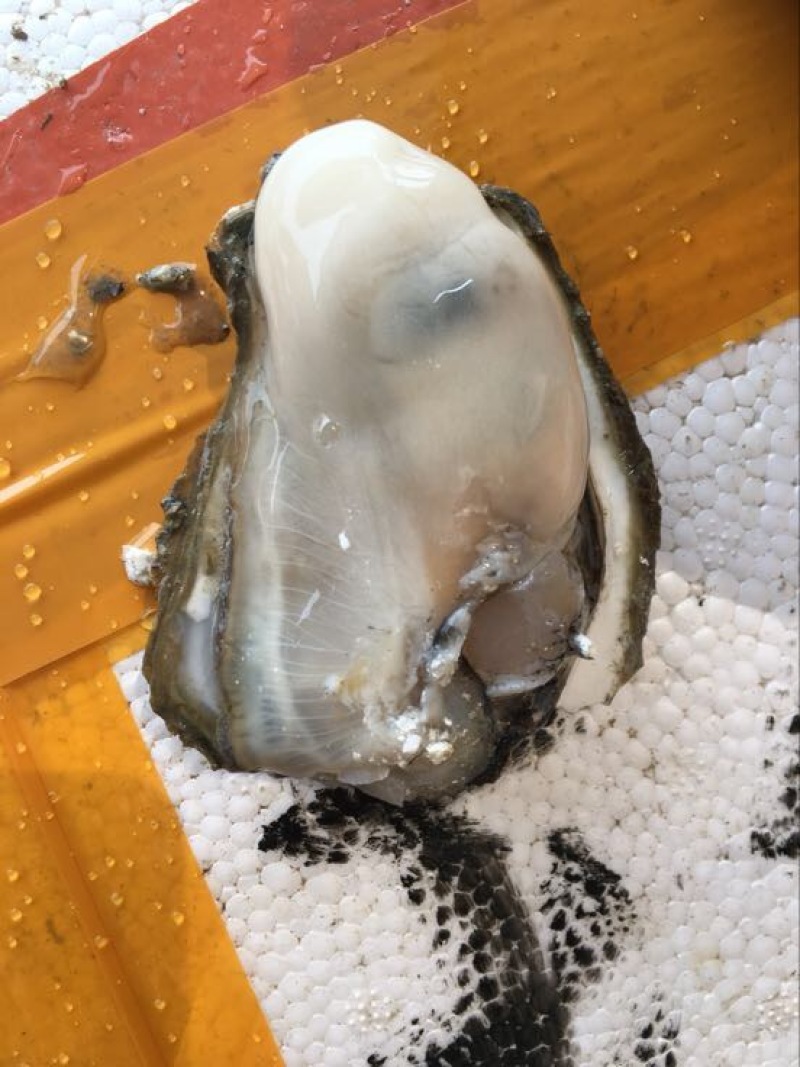 生蚝，湛江蚝，海蛎子，湛江生蚝，湛江脆蚝，广东蚝