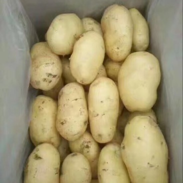 荷兰十五土豆精品3两以上