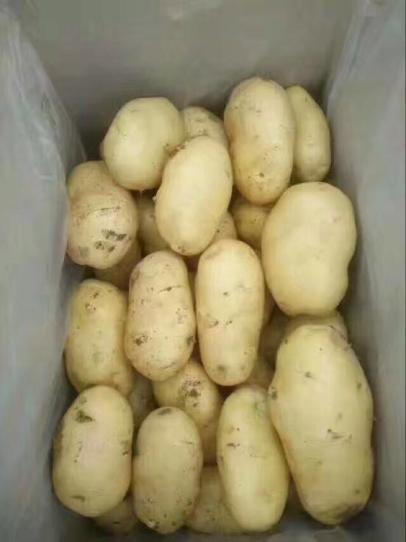 荷兰十五土豆精品3两以上