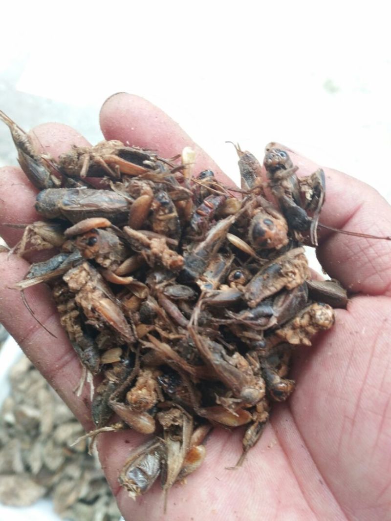 蟋蟀河南1公斤起批无硫无添加不包邮只做正品