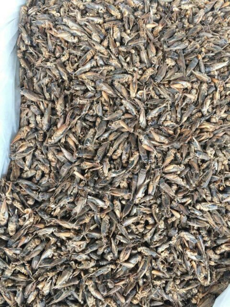 蟋蟀河南1公斤起批无硫无添加不包邮只做正品