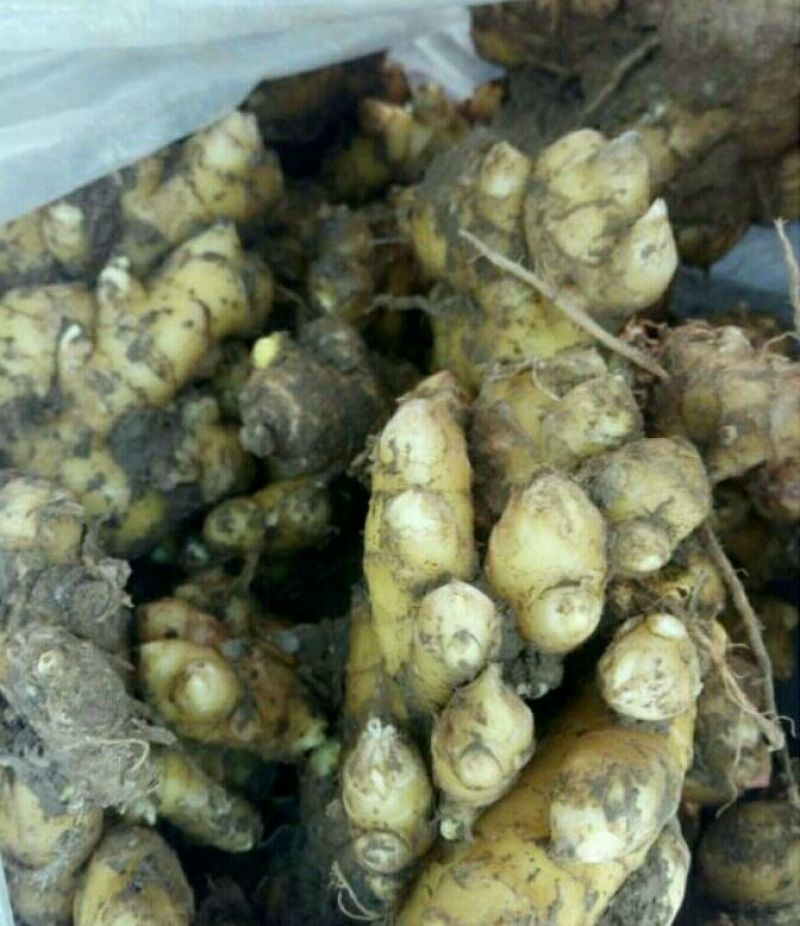 小黄姜2两以上带土