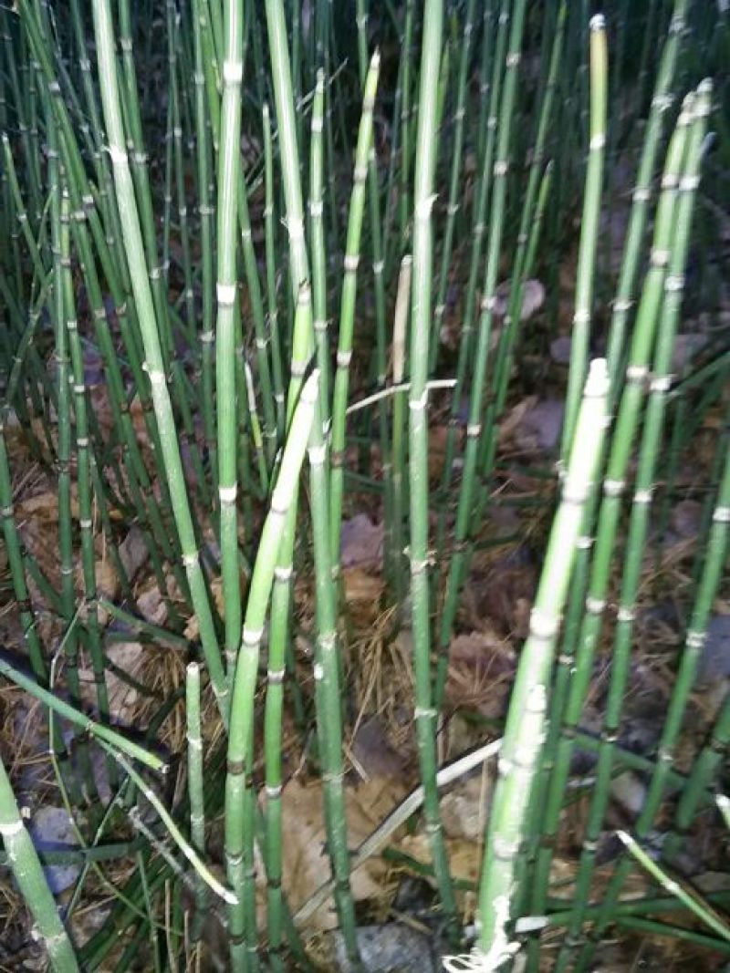 木贼