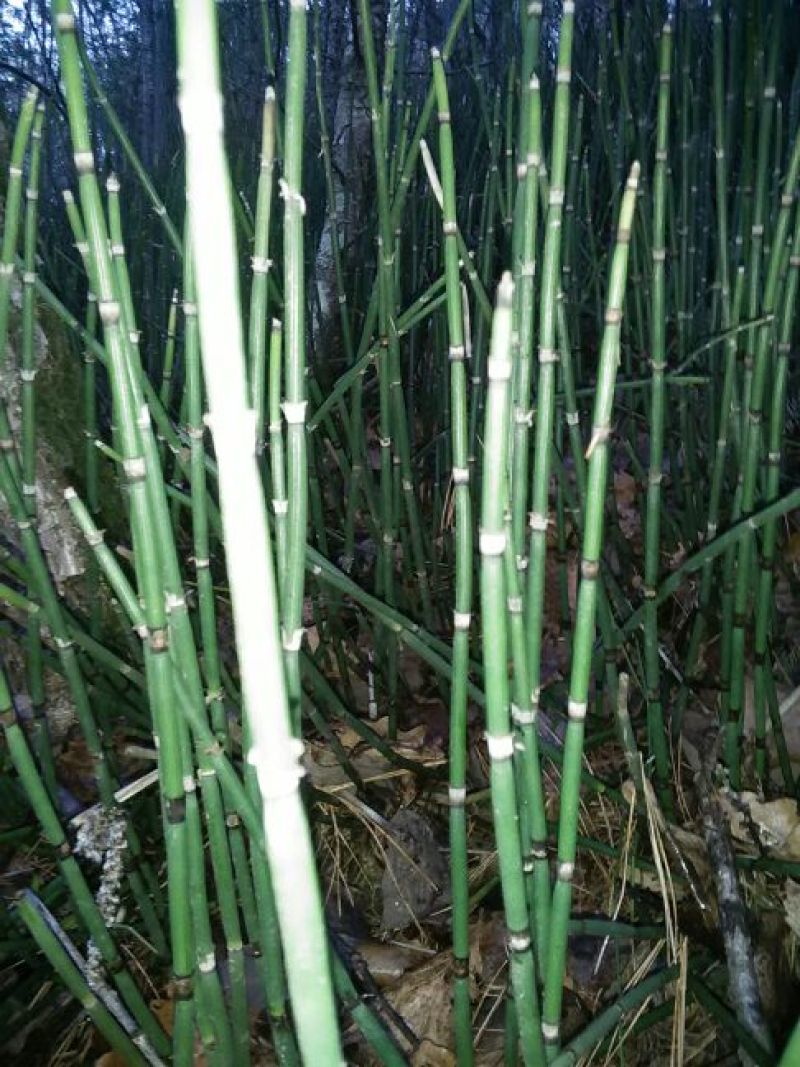 木贼