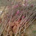 玉兰树2cm以下10~12cm