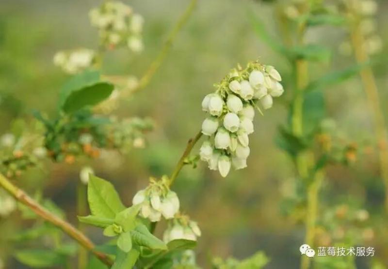 蓝丰蓝莓6~8mm以上鲜果