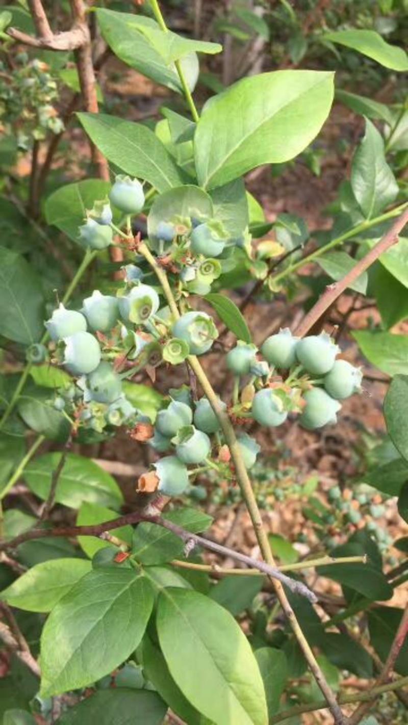 蓝丰蓝莓6~8mm以上鲜果