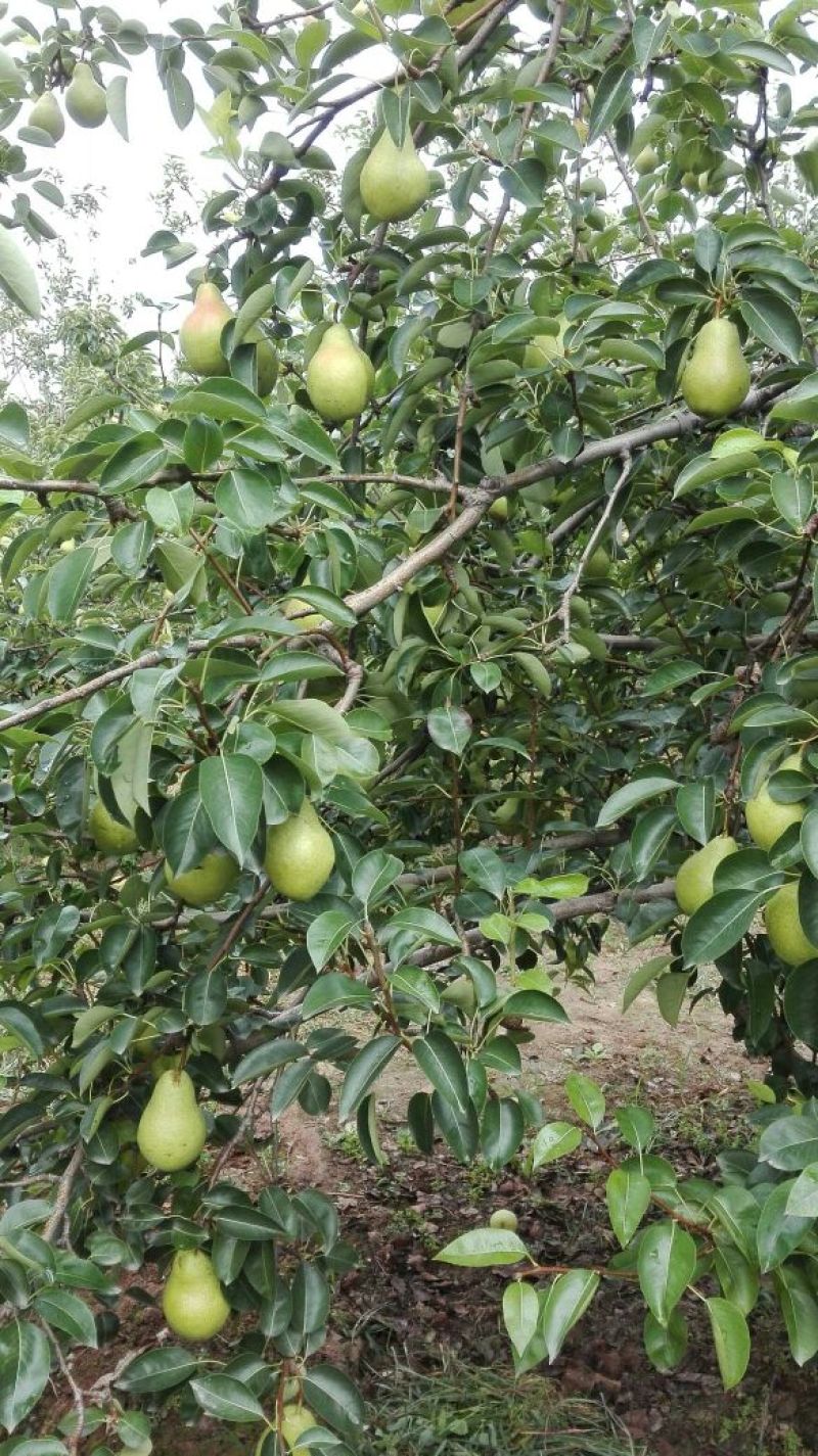 绿巴梨红巴梨基地筐装箱装河南三门峡大量上市