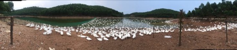 白鸭