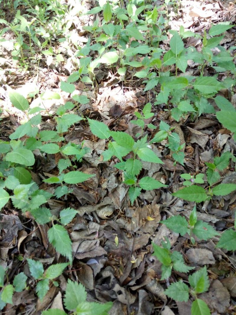 单樱苗籽播10cm以下