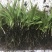 三叉白芨种苗10~20cm