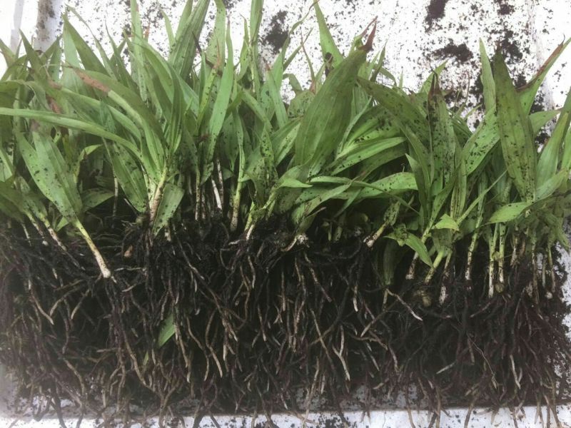 三叉白芨种苗10~20cm