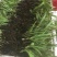 三叉白芨种苗10~20cm