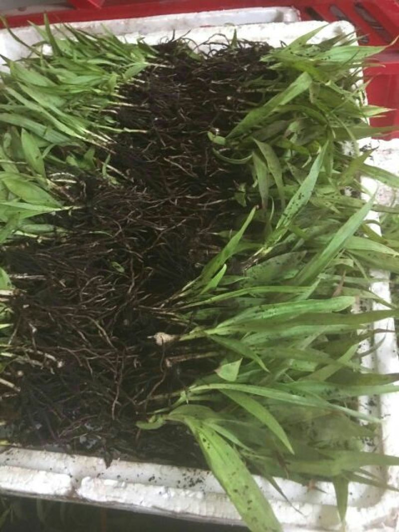 三叉白芨种苗10~20cm