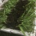 三叉白芨种苗10~20cm