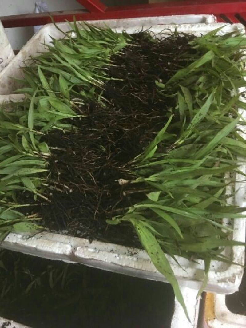 三叉白芨种苗10~20cm