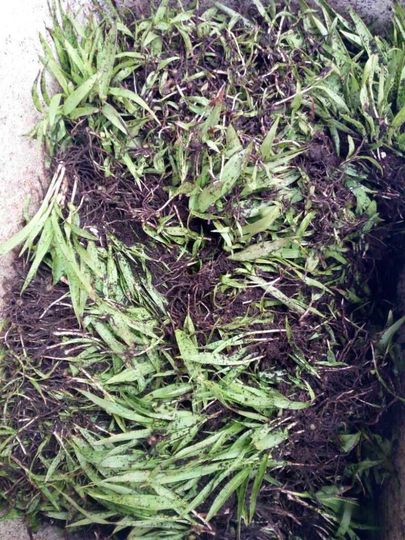 三叉白芨种苗10~20cm