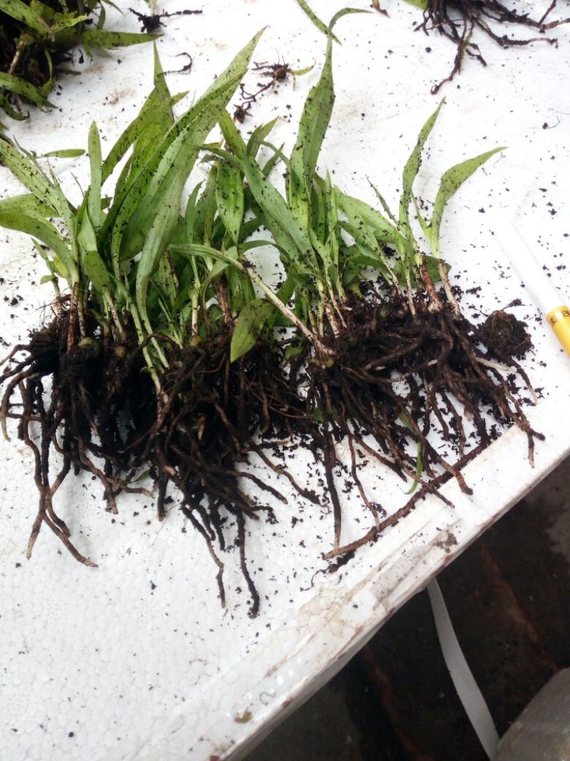 三叉白芨种苗10~20cm