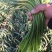 金乡冷库红毛蒜薹原包