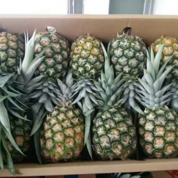菠萝