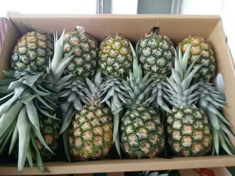 菠萝
