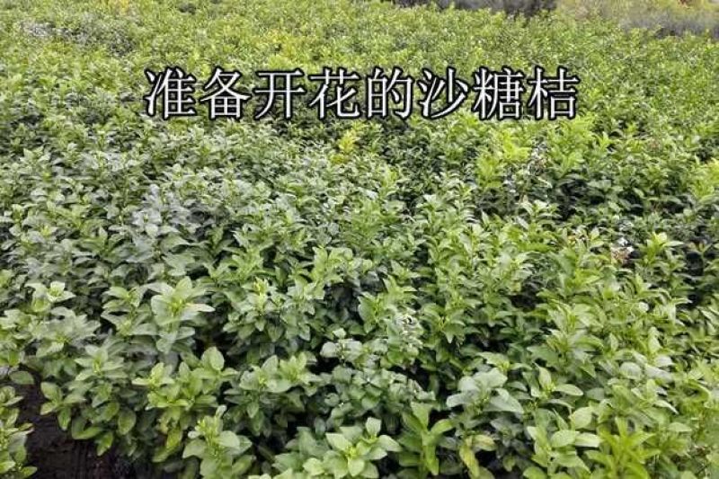 沙糖桔苗30~40