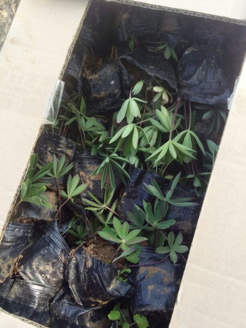 山东省青州市羽扇豆鲁冰花基地