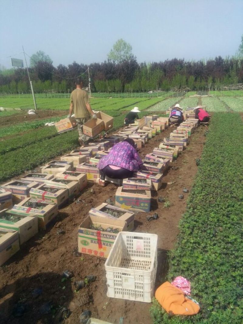 山东省青州市羽扇豆鲁冰花基地