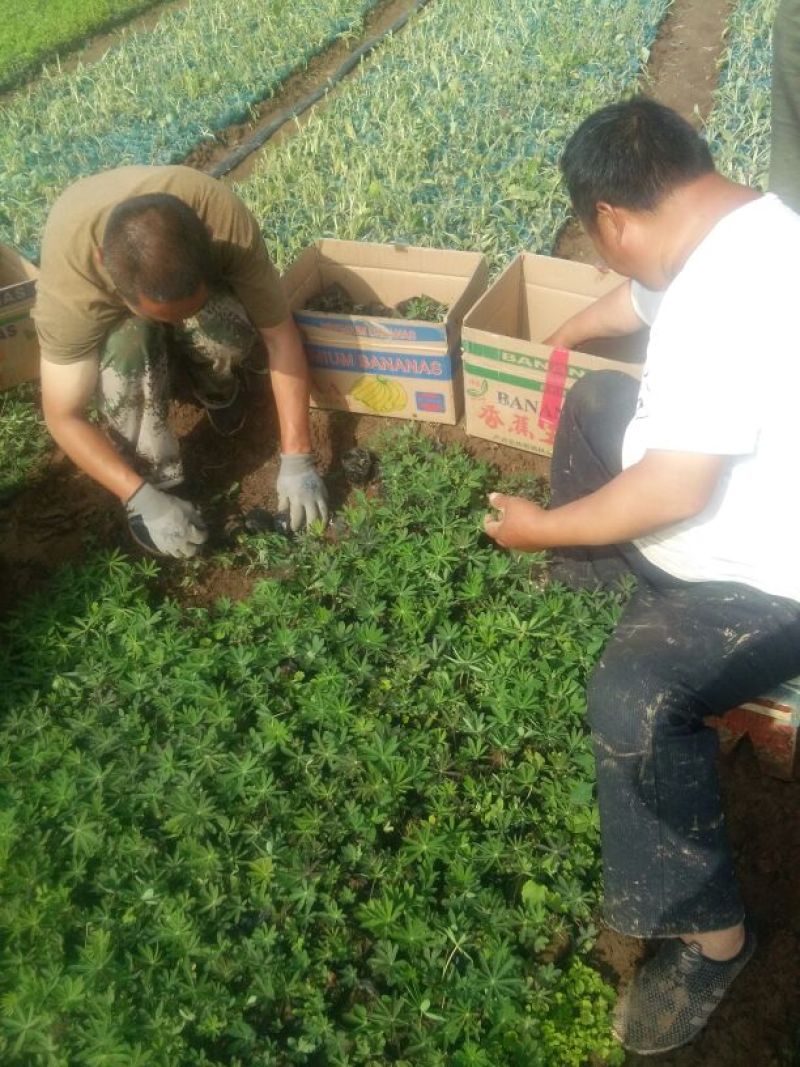 山东省青州市羽扇豆鲁冰花基地