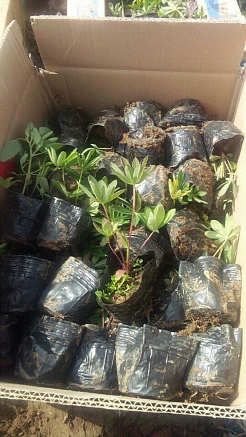 山东省青州市羽扇豆鲁冰花基地