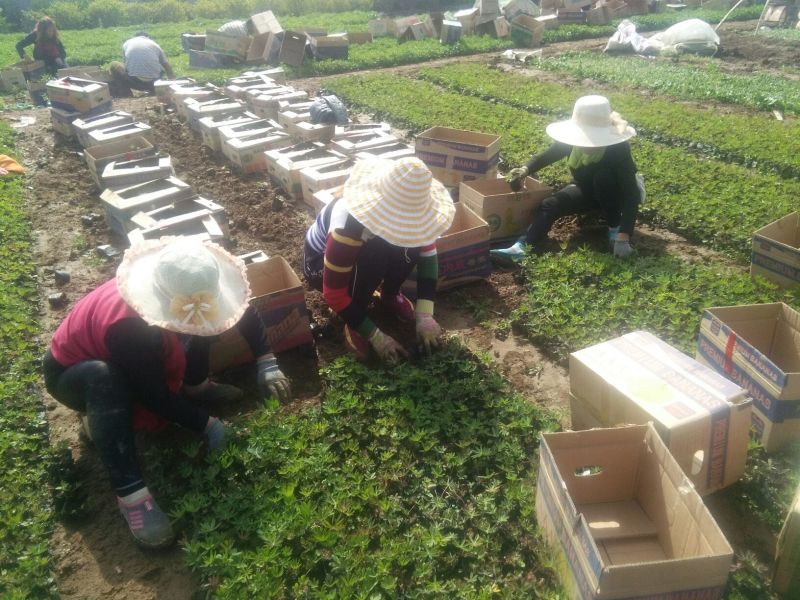 山东省青州市羽扇豆鲁冰花基地