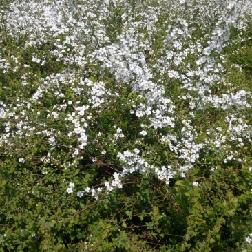 绣线菊20~30cm