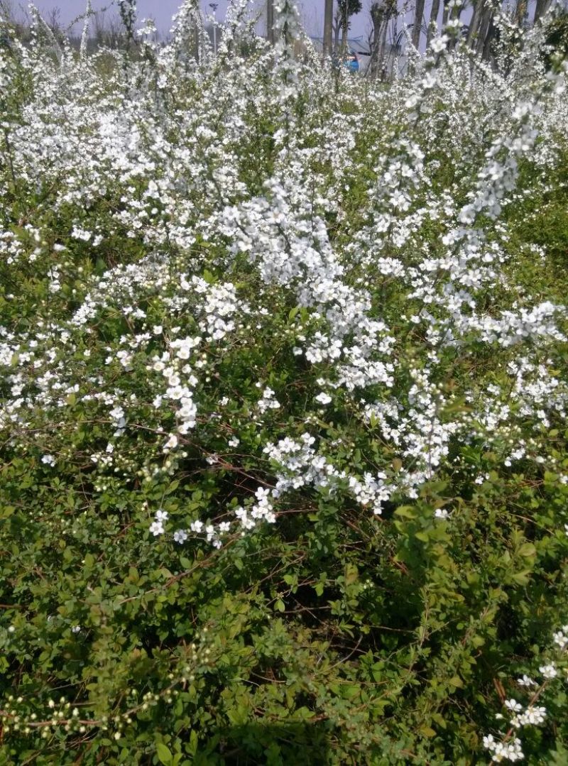 绣线菊20~30cm