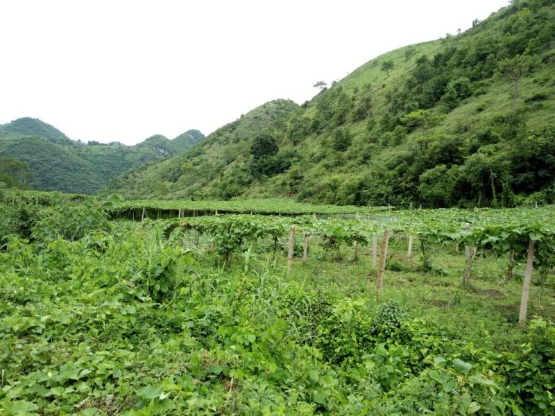 洋瓜佛手瓜3两以上