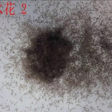 泥鳅