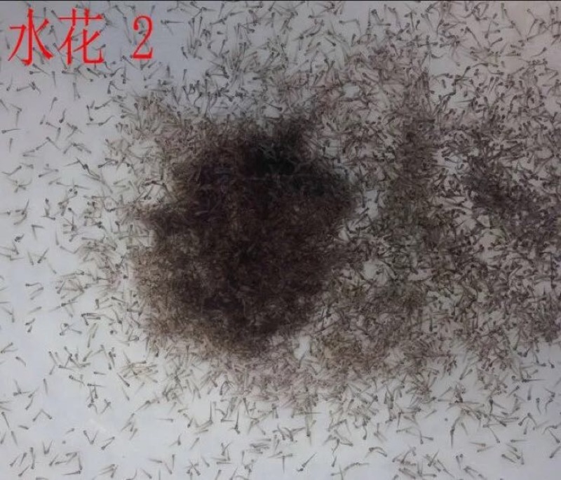 泥鳅