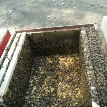 紫云英蜜1千斤