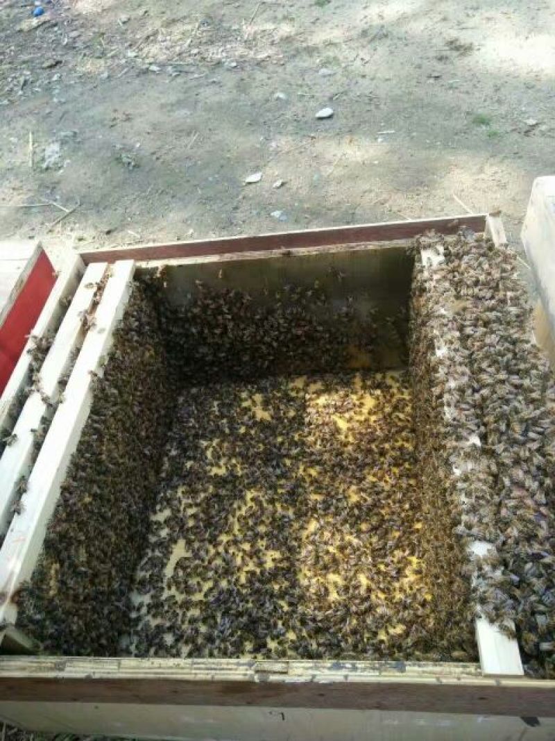 紫云英蜜1千斤