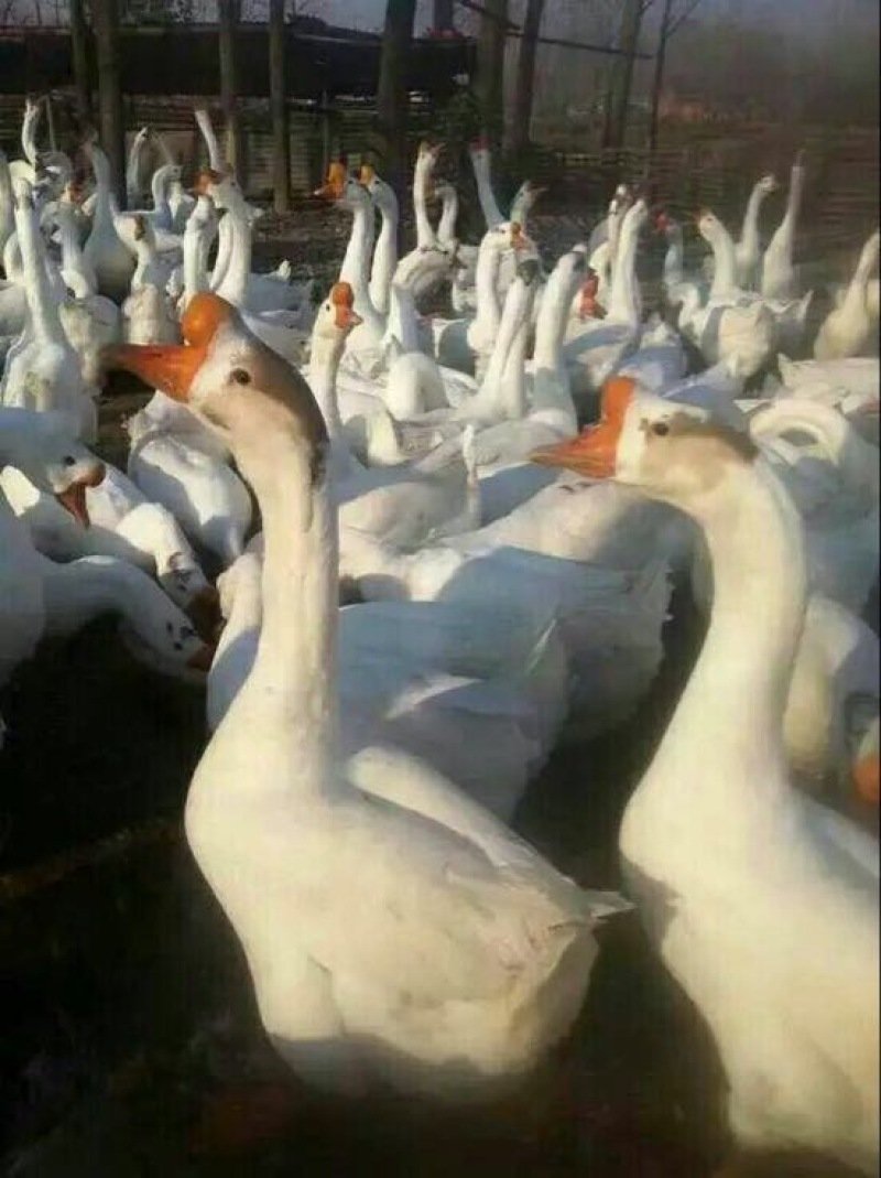 狮头鹅苗