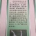 狮头鹅苗